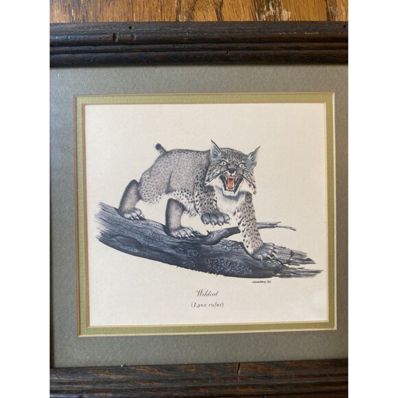 Vintage 1969 Kentucky Wildcat Lynx Rufus Print By Gene Gray Framed Art - Picture 2 of 6